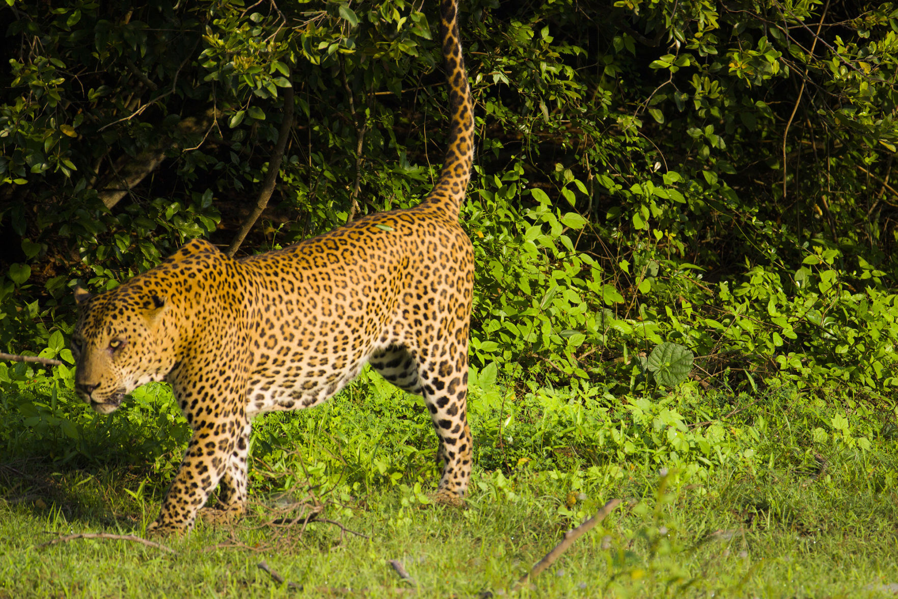 TS-TRAVEL-SRILANKA-DMT